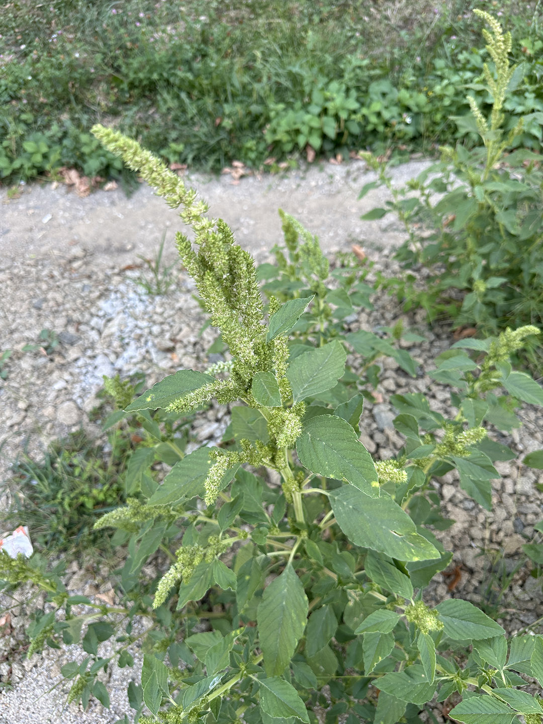 Préparation culinaire à base d'amarante, facile et savoureuse