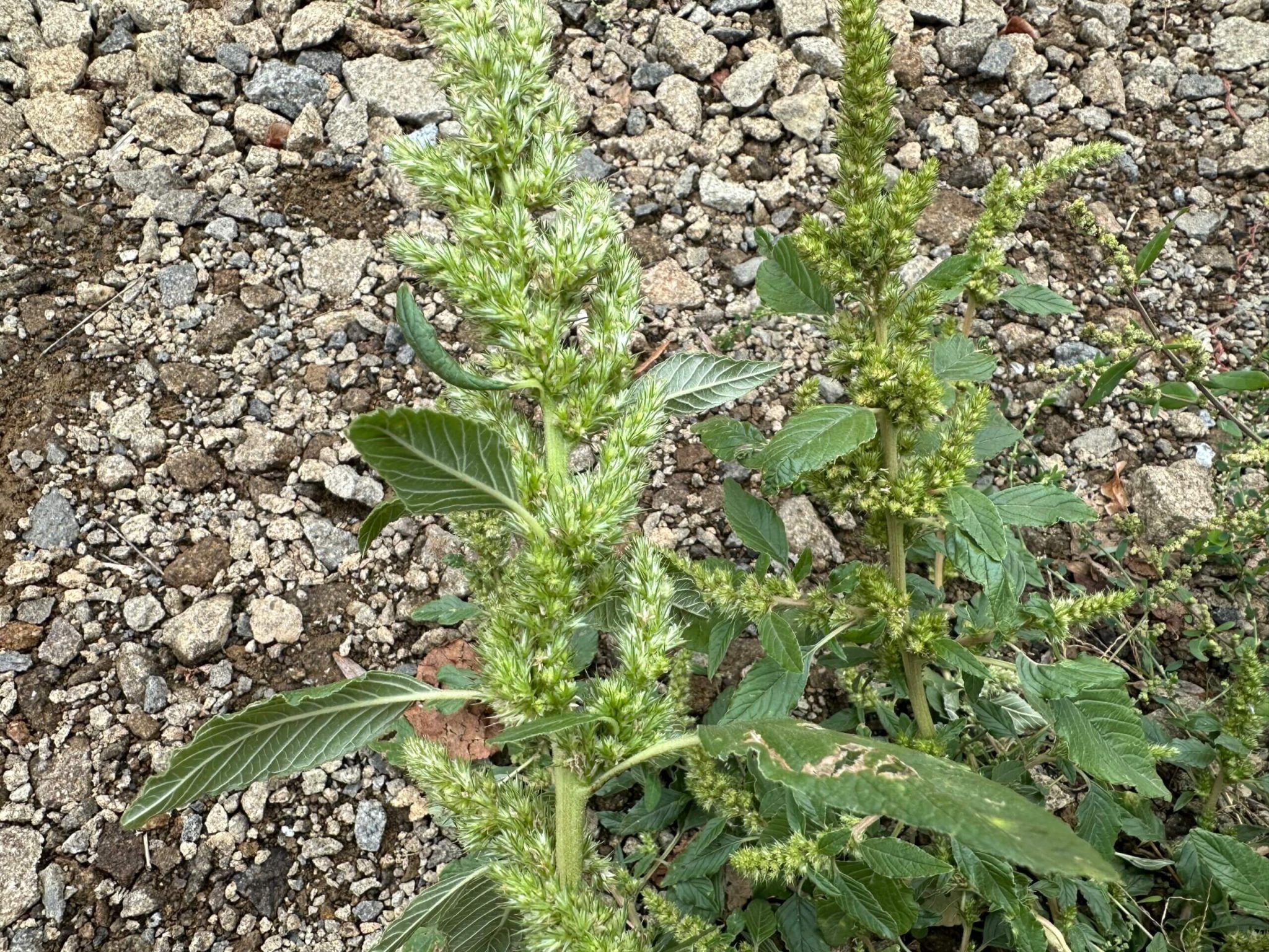 Feuilles fraîches d'amarante, un trésor nutritionnel accessible