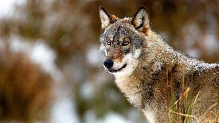 Loup en position de recueillement