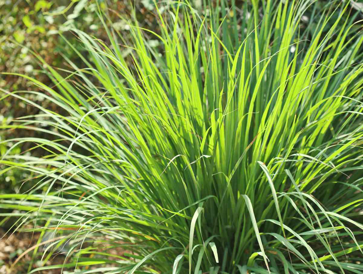 Jardin de citronnelle en pleine croissance