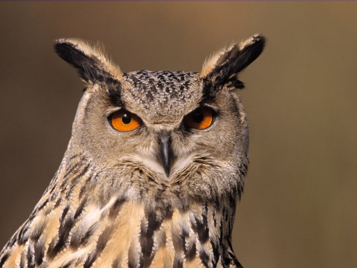 Grand duc d'Amérique perché, regard perçant