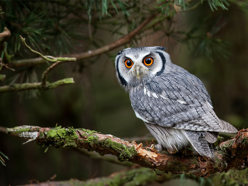 Hibou perché sur une branche d'arbre en pleine nature