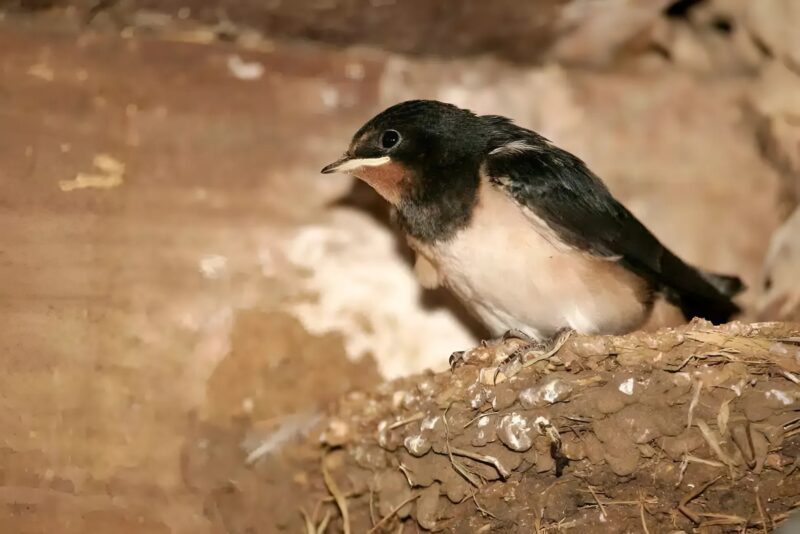 Hirondelles volant dans le ciel