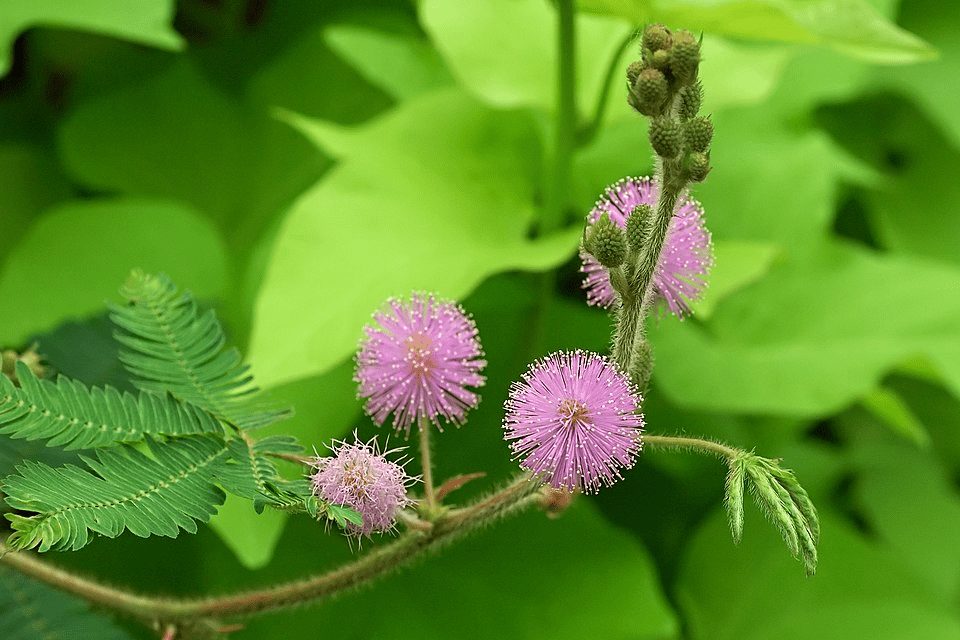 Mimosa pudica en gros plan