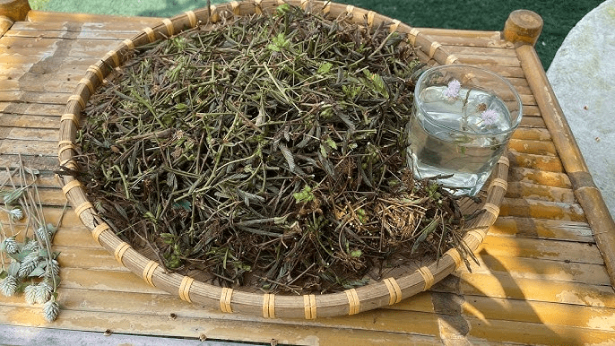 Préparation d'une infusion de Mimosa pudica