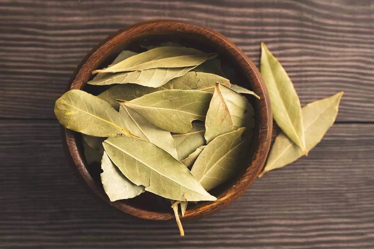 Feuilles de laurier fraîches