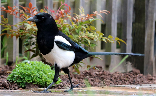 Pie se posant délicatement sur un rebord de fenêtre