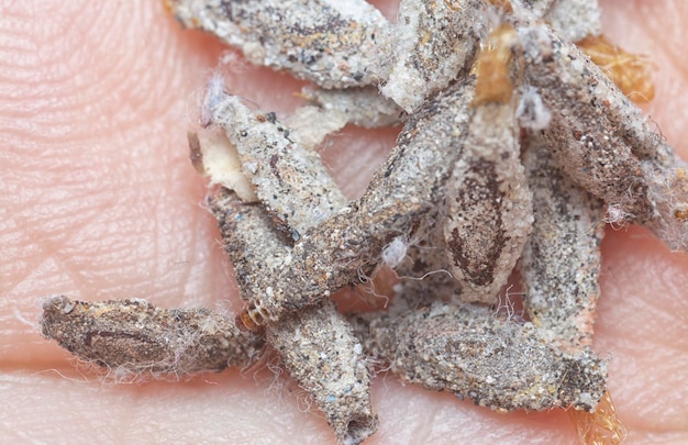 Gros plan sur les cocons de chenilles accrochés à un mur