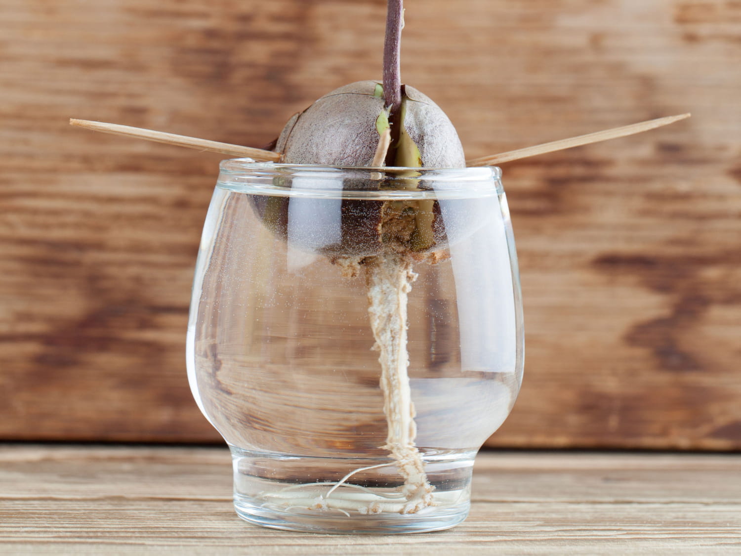 Noyau d'avocat suspendu avec des cure-dents dans un verre d'eau