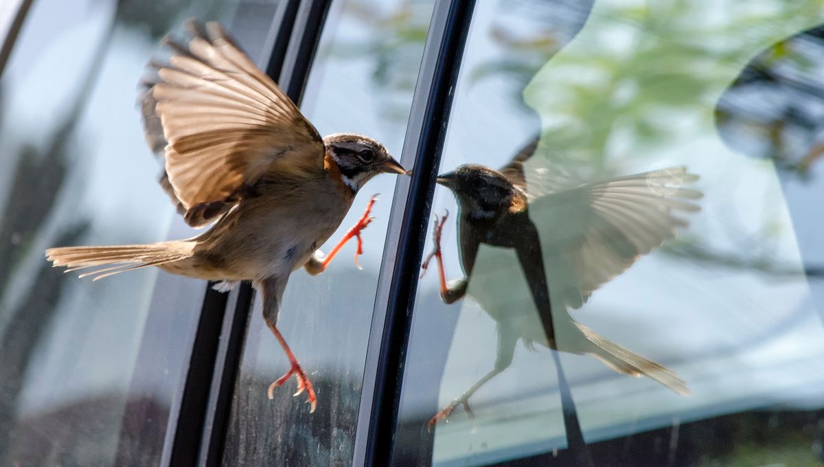Oiseau posé sur un rebord de fenêtre, regardant à l'intérieur