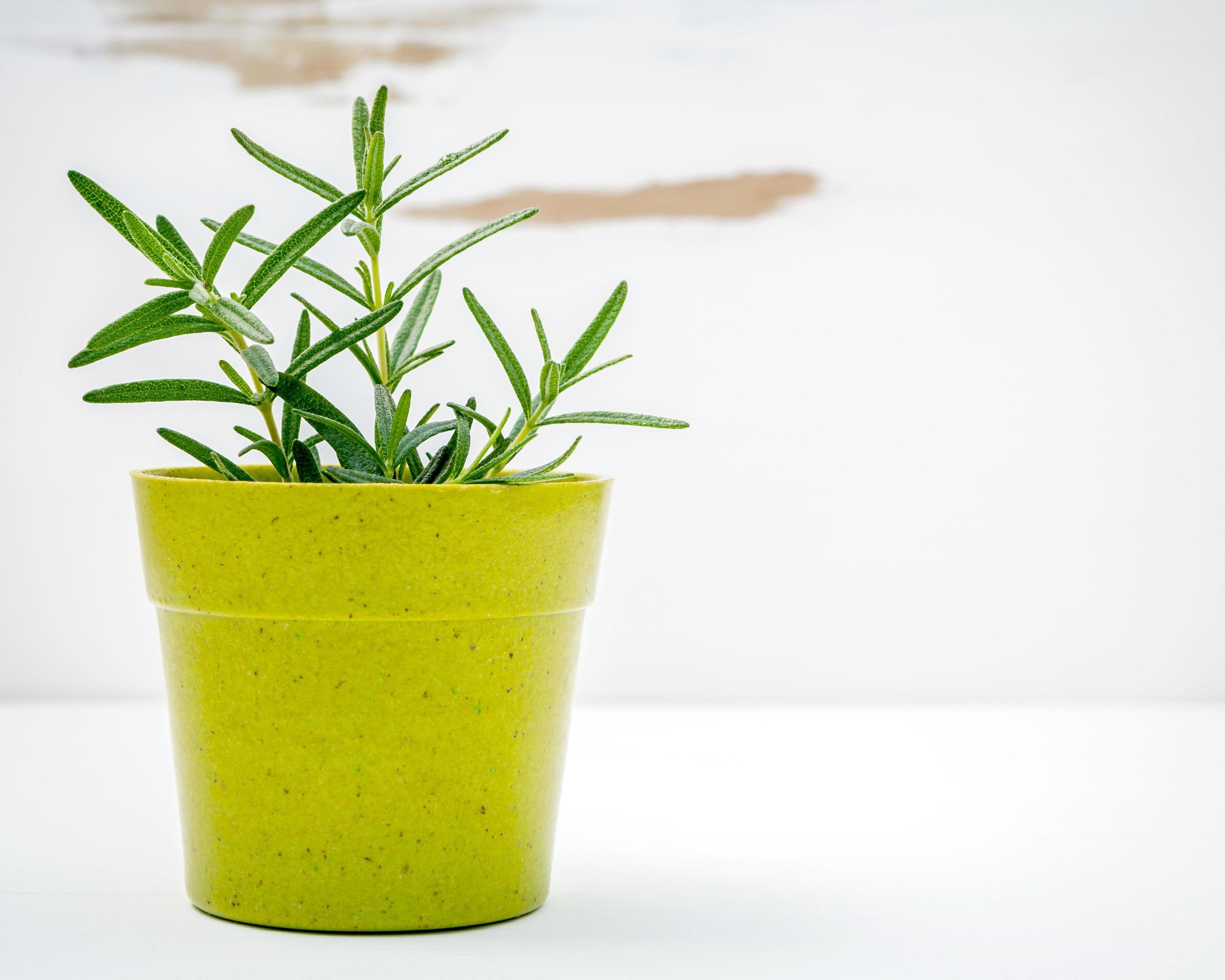 Romarin en pot, plante méditerranéenne