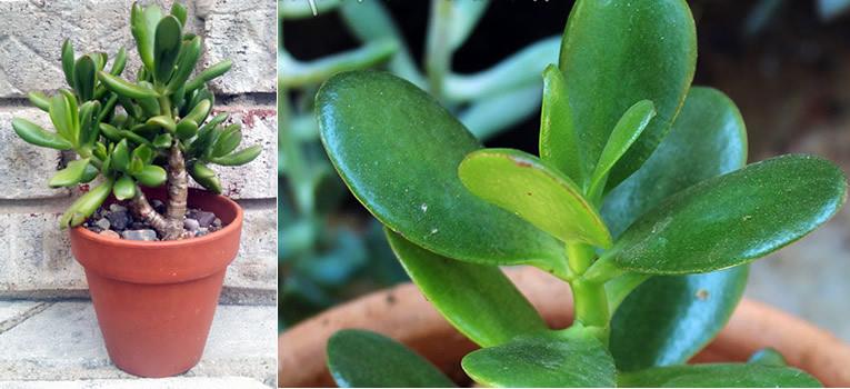 Crassula arborescente, ou arbre de vie, en pot