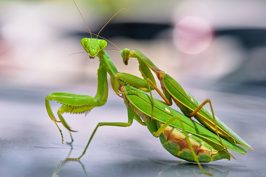 Mante religieuse sur une tige, dans un jardin ensoleillé