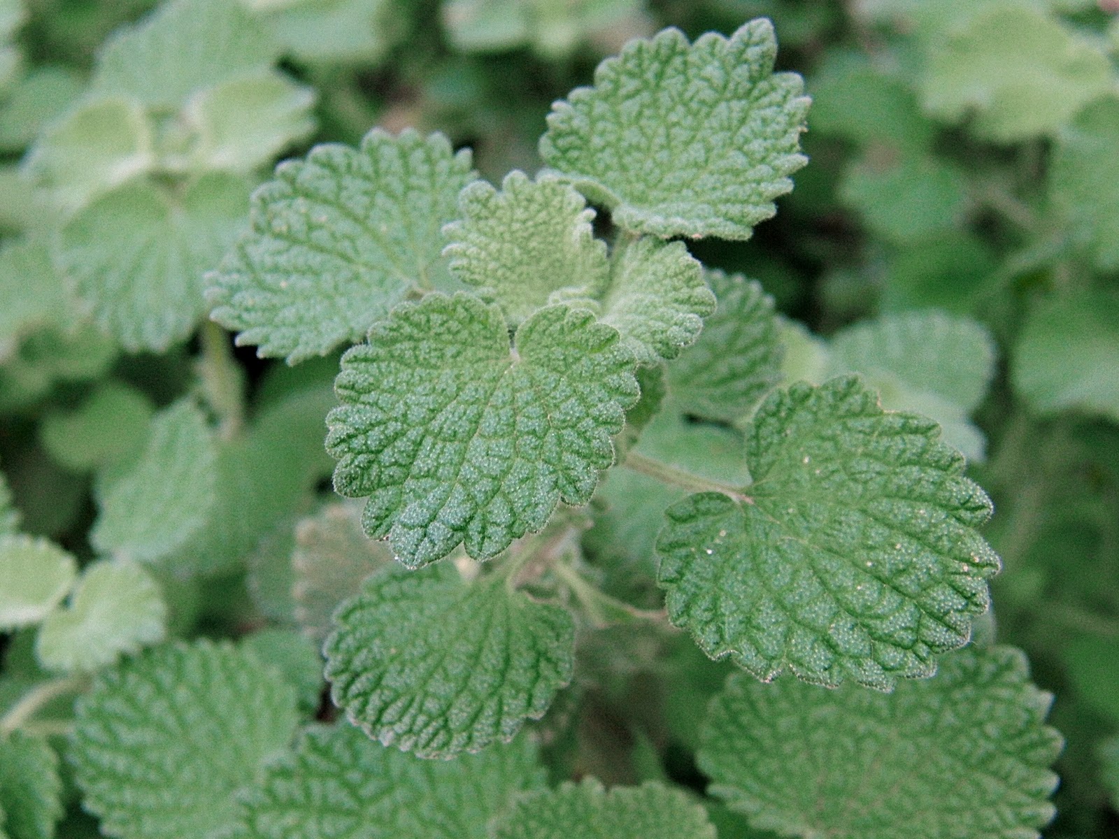 Infusion de marrube rouge dans une tasse, plante réputée pour le confort digestif