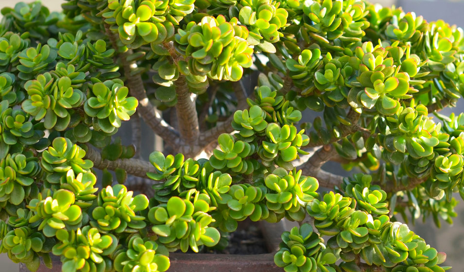 Fleurs blanches et rosées d'un arbre de jade