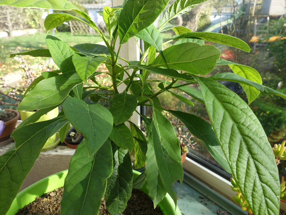 Jeune avocatier en pot avec de belles feuilles vertes