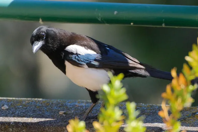 Une pie observant depuis le rebord d'une fenêtre, vue de l'intérieur d'une maison