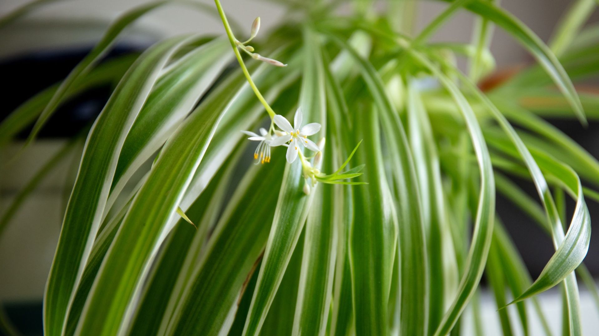 Mains préparant un mélange de terreau et de sable pour rempotage