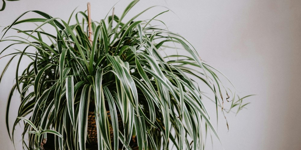 Gros plan sur les racines charnues et le feuillage dense d'un chlorophytum