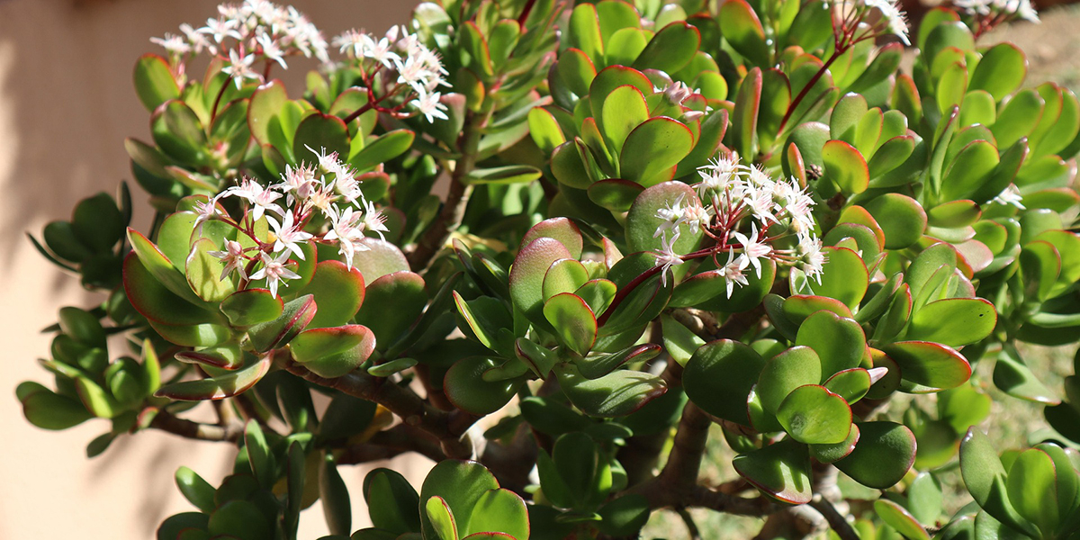 Arrosage modéré d'une Crassula