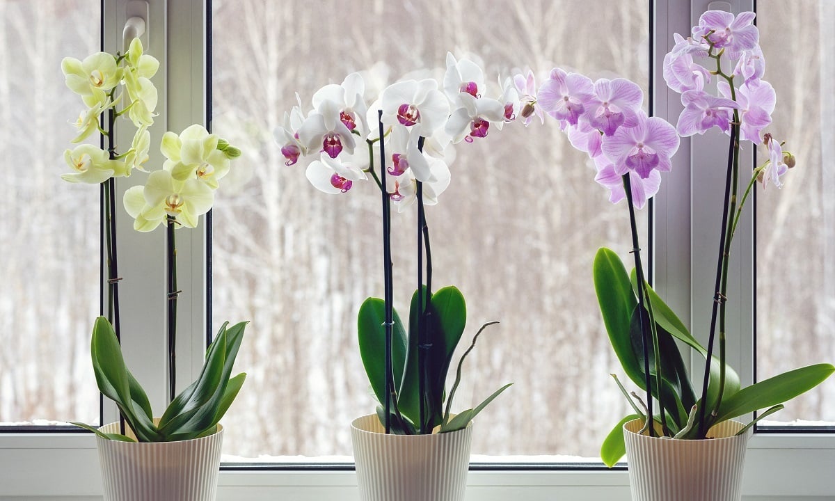 Comparaison de soins naturels pour plantes d'intérieur