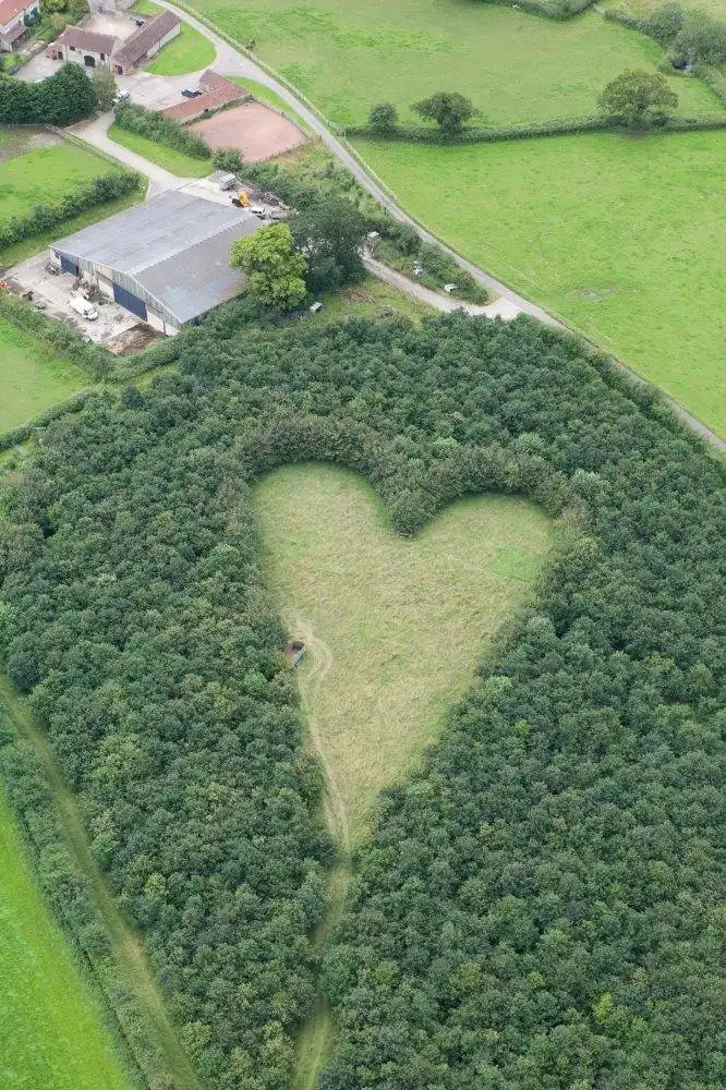 Vue aérienne d'une forêt avec une clairière en forme de cœur parfaite
