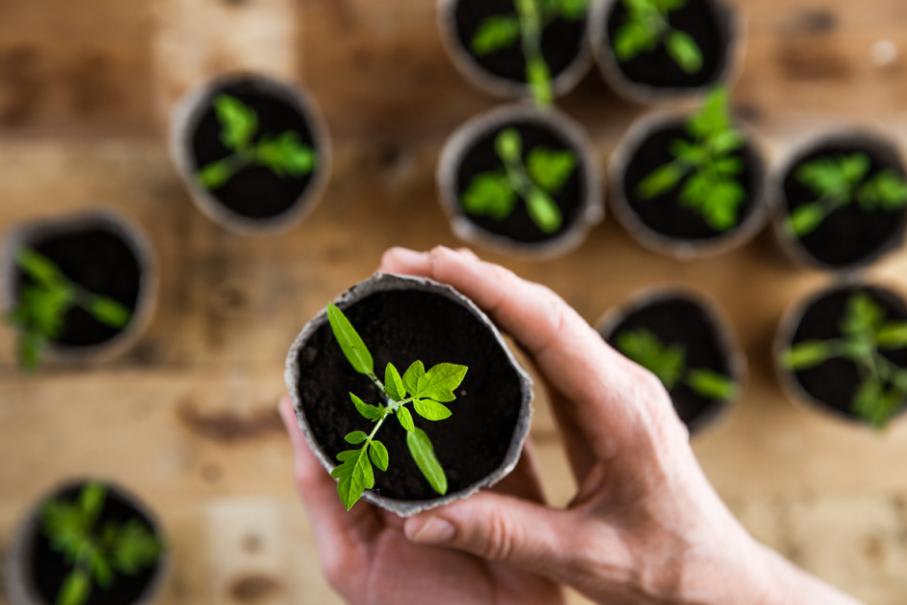 Jeune plant de tomate recevant de la lumière