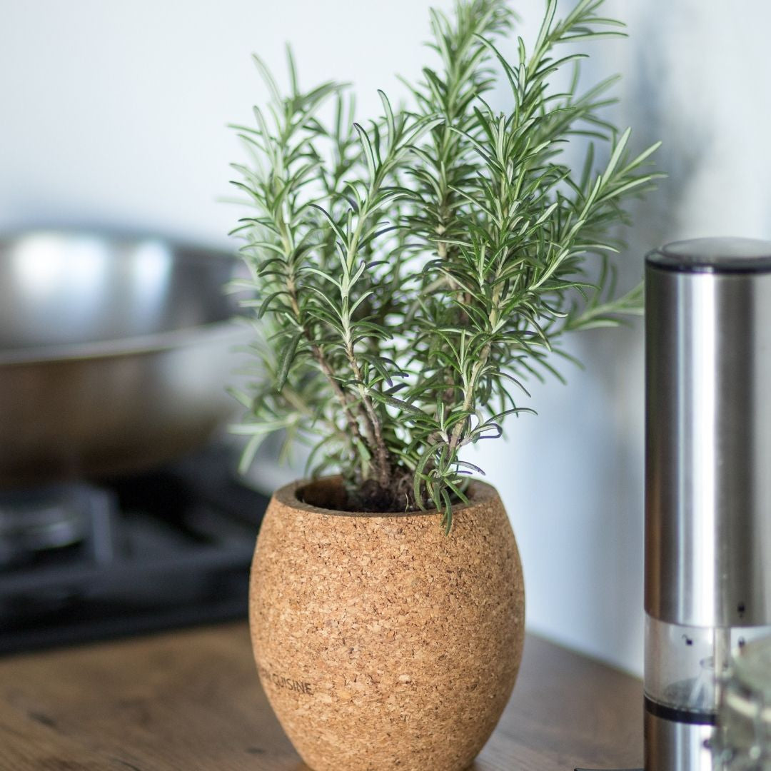 Choix d'un pot en terre cuite pour romarin