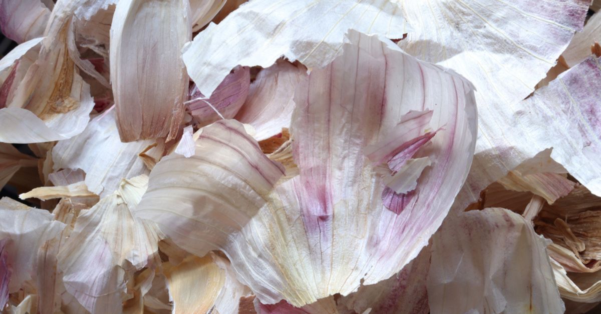 Épluchures d'ail séchées sur une table en bois, prêtes à être utilisées au jardin
