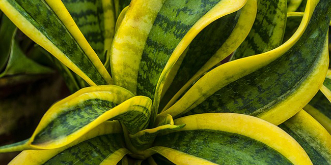 Sansevieria placée près d'une fenêtre, bénéficiant d'une lumière vive