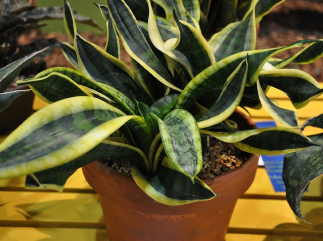 Détail des feuilles épaisses et dressées d'une Sansevieria trifasciata