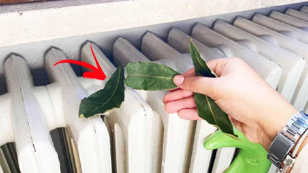 Feuilles de laurier séchées déposées sur un radiateur blanc chaud