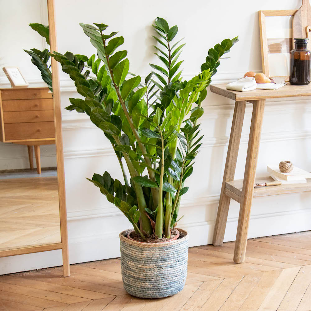 Zamioculcas zamiifolia, une plante verte aux feuilles brillantes et charnues, dans un pot moderne